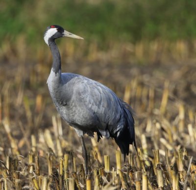 Kraanvogel - Common Crane