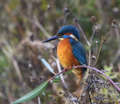 IJsvogel - Common Kingfisher