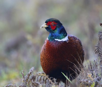 Fazant - Common Pheasant