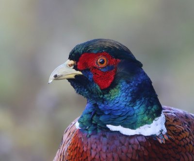 Fazant - Common Pheasant