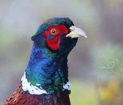 Fazant - Common Pheasant