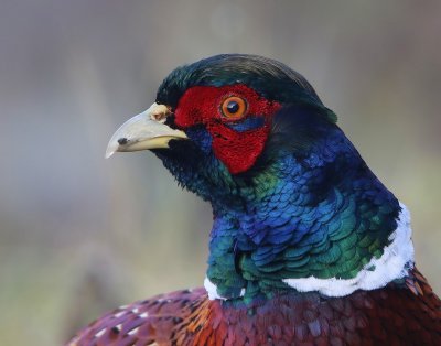Fazant - Common Pheasant