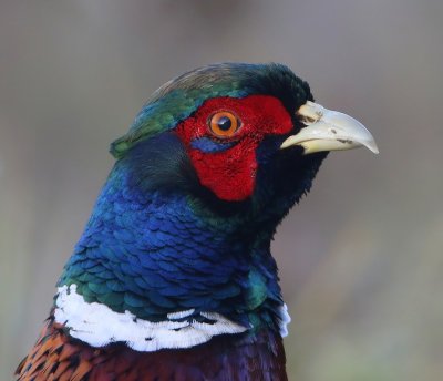 Fazant - Common Pheasant