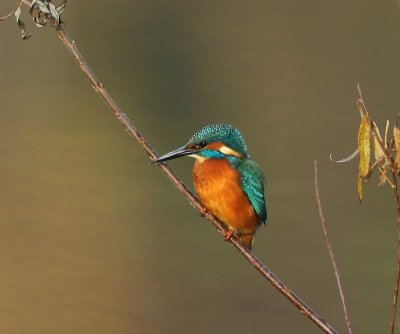 IJsvogel - Common Kingfisher