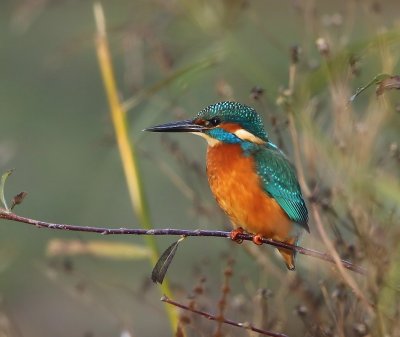 IJsvogel - Common Kingfisher