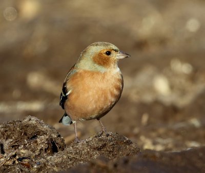 Vink - Common Chaffinch