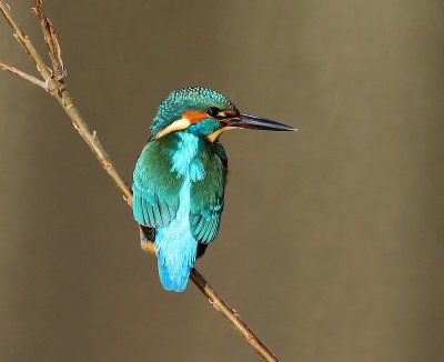 IJsvogel - Common Kingfisher