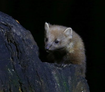 Boommarter - European Pine Marten