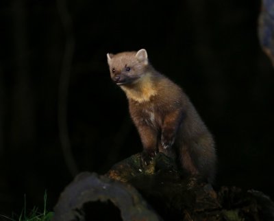 Boommarter - European Pine Marten