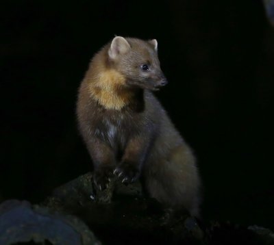 Boommarter - European Pine Marten