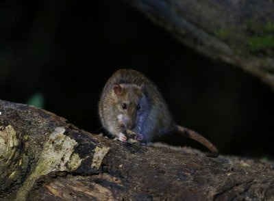 Bruine Rat - Brown Rat