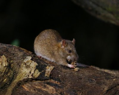 Bruine Rat - Brown Rat