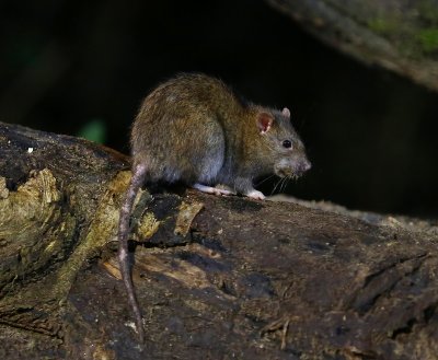Bruine Rat - Brown Rat