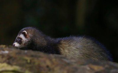 Bunzing - European Polecat