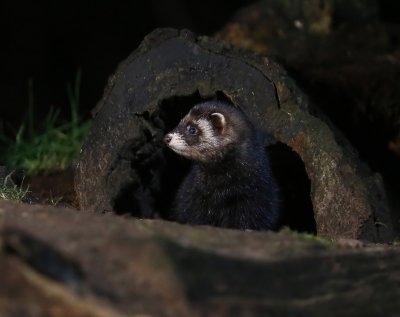 Bunzing - European Polecat