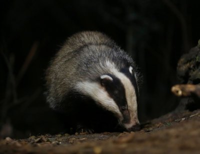 Das - European Badger