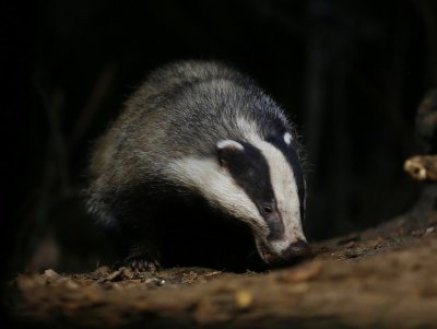 Das - European Badger
