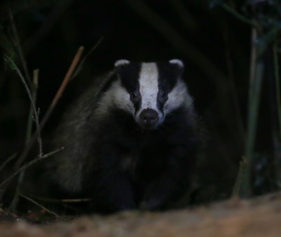 Das - European Badger