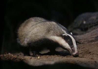 Das - European Badger