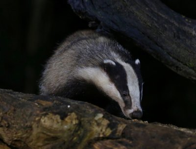 Das - European Badger