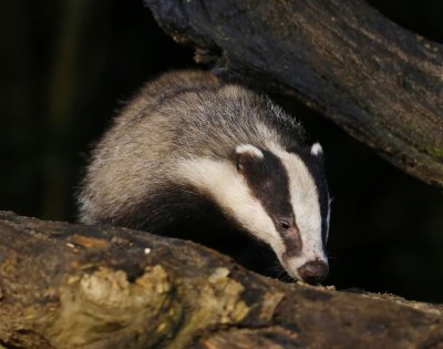 Das - European Badger