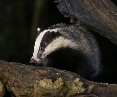 Das - European Badger