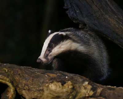 Das - European Badger