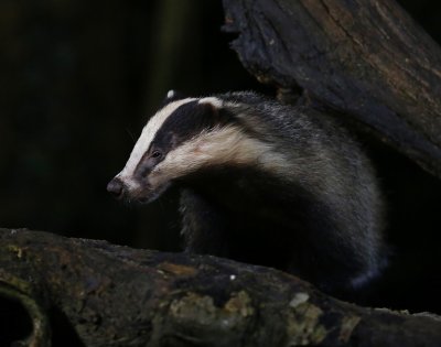 Das - European Badger