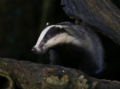 Das - European Badger