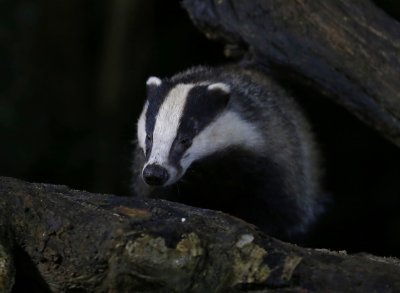 Das - European Badger