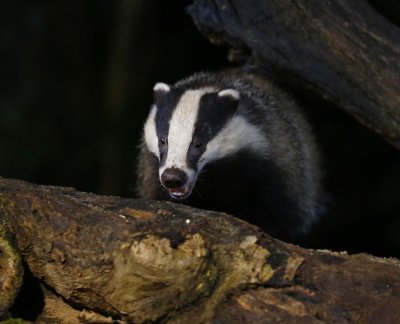 Das - European Badger