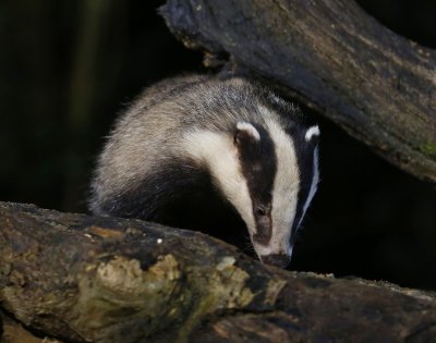 Das - European Badger