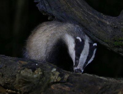 Das - European Badger
