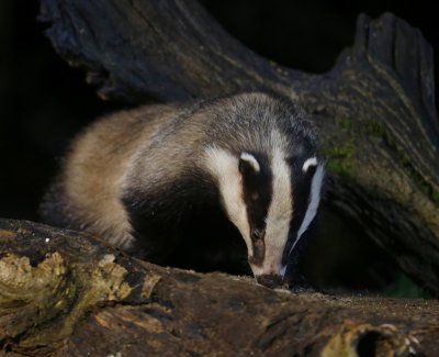 Das - European Badger