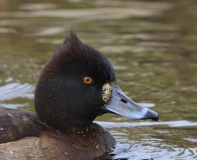 Kuifeend - Tufted Duck