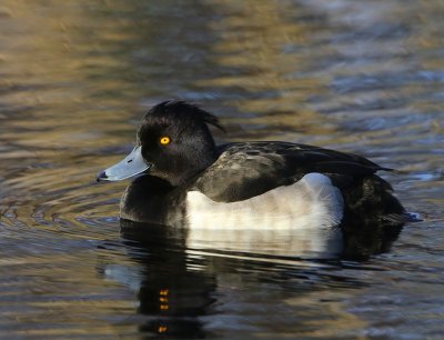 Kuifeend - Tufted Duck