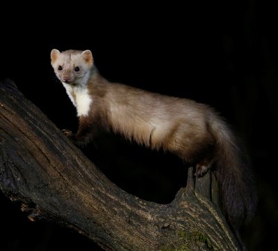 Steenmarter - Beech Marten