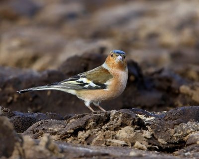Vink - Common Chaffinch