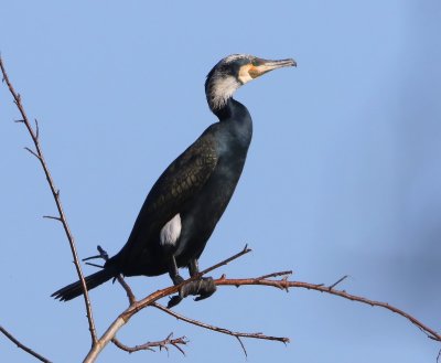 Aalscholver - Great Cormorant