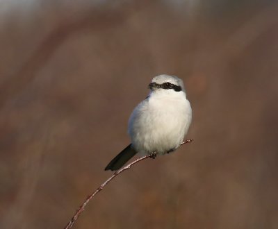 Klapekster - Great Grey Shrike