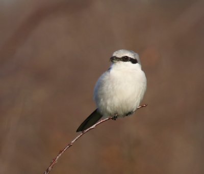 Klapekster - Great Grey Shrike