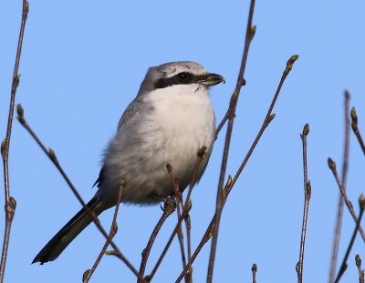 Klapekster - Great Grey Shrike