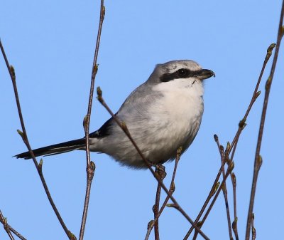 Klapekster - Great Grey Shrike