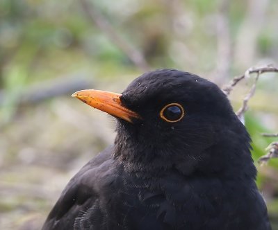 Merel - Common Blackbird