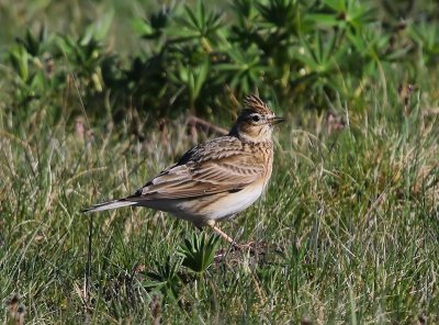 Veldleeuwerik - Eurasian Skylark