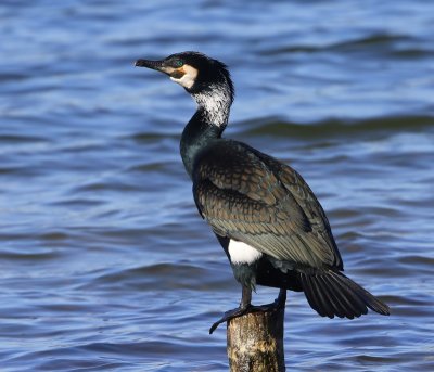 Aalscholver - Great Cormorant