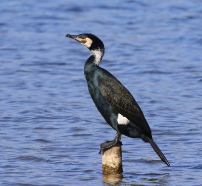 Aalscholver - Great Cormorant