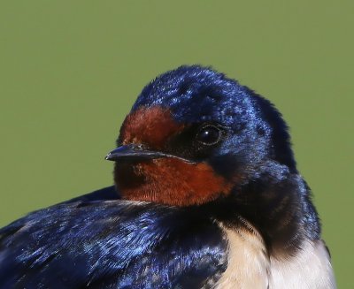 Boerenzwaluw - Barn Swallow