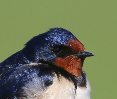 Boerenzwaluw - Barn Swallow