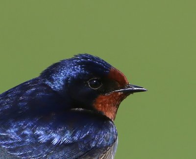 Boerenzwaluw - Barn Swallow